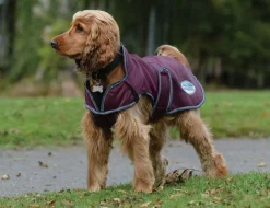 ComFiTec Windbreaker Free Deluxe Dog Coat