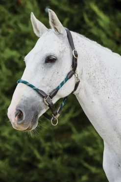 Leather Rope Headcollar
