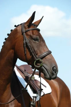 Syntovia+ Padded Raised Cavesson Bridle
