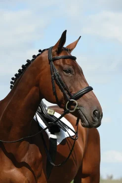 Syntovia+ Padded Raised Cavesson Bridle